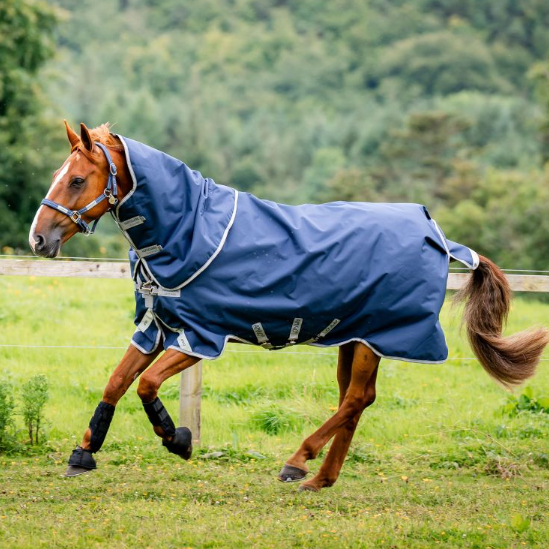 Horse wearing a blue rug in a grassy field