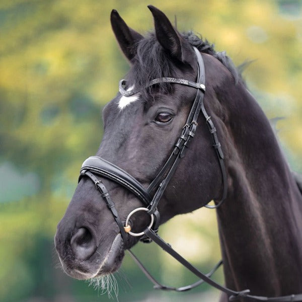 Kavalkade Victoria Dressage Bridle