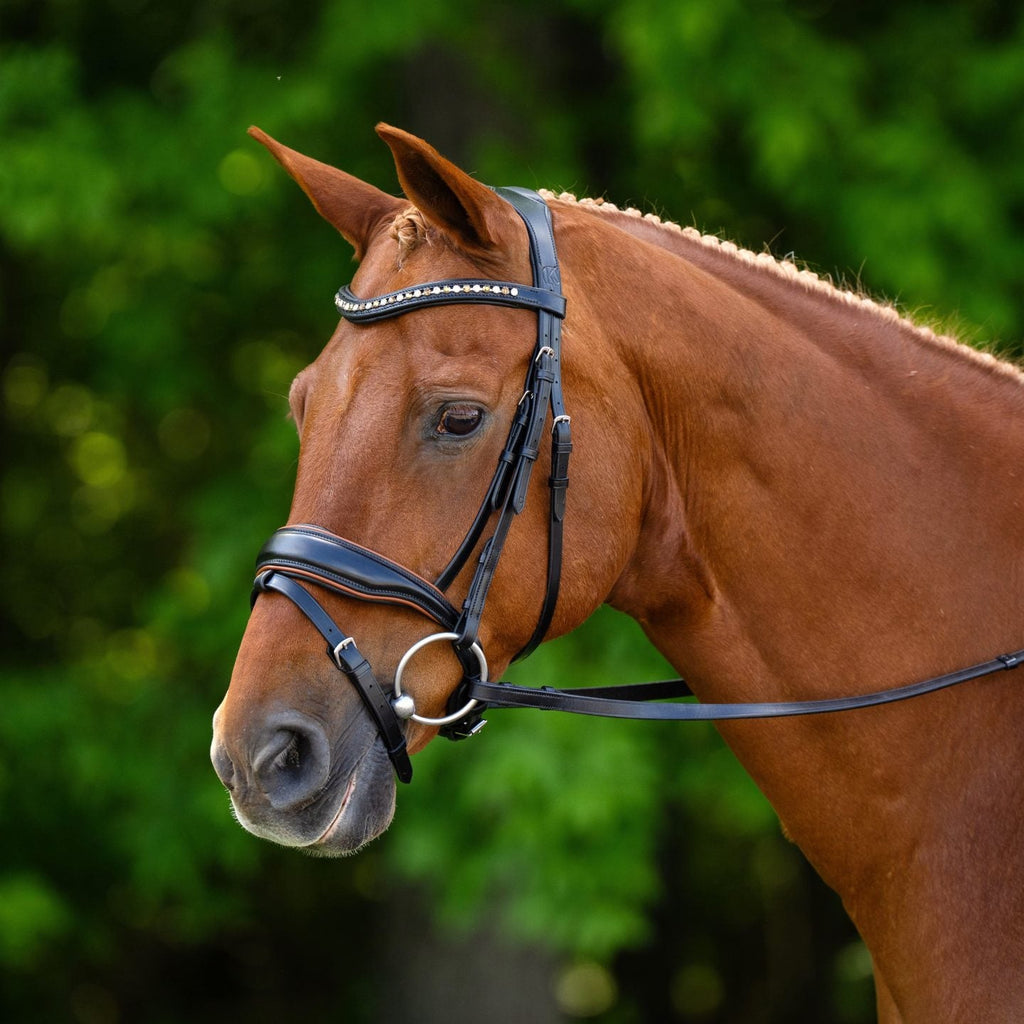 KL Select Elite Bridle