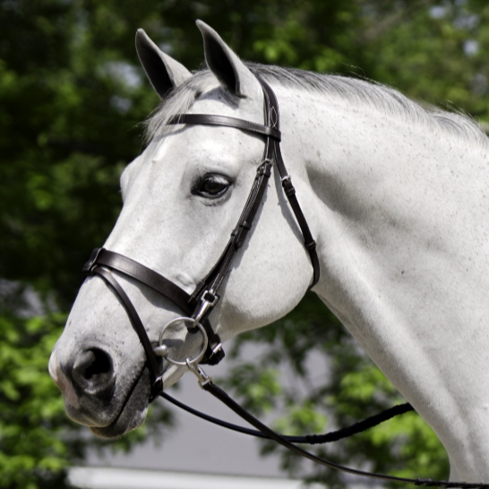 Black Oak Maple Training Bridle