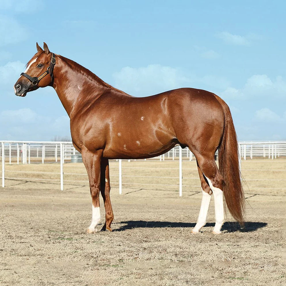 Breyer Apollitical Jess | American Quarter Horse Sprinter