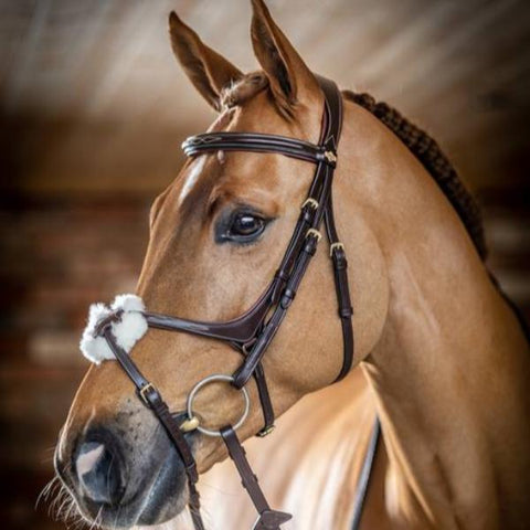 LeMieux Grackle Bridle | Havana