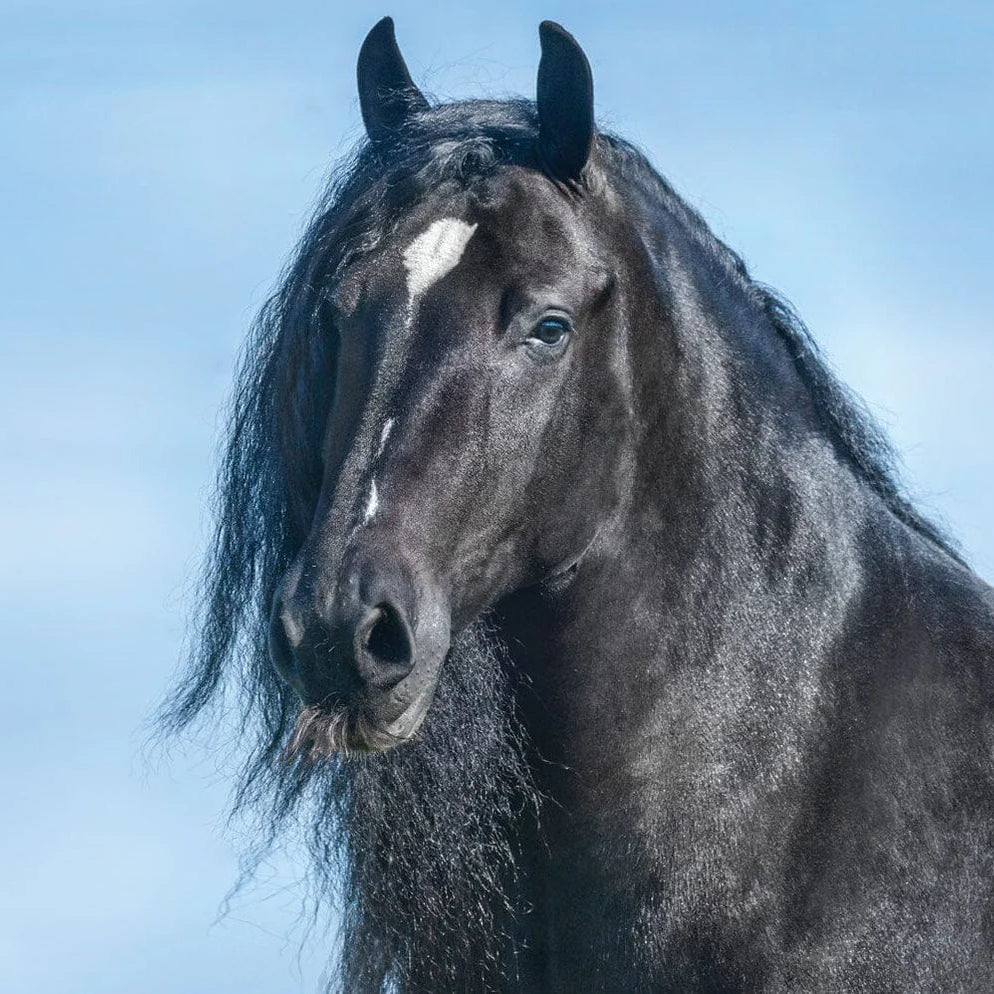 Breyer GG Kiss Me Kate