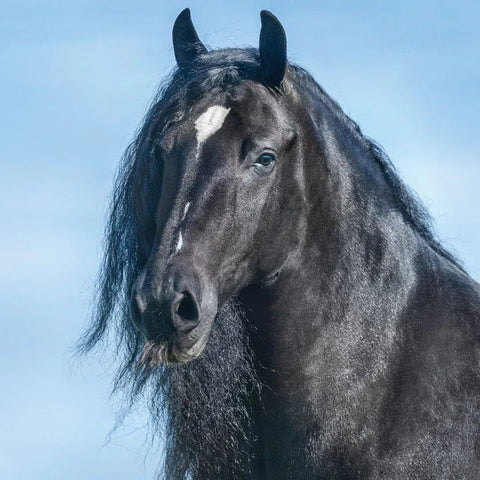 Breyer GG Kiss Me Kate