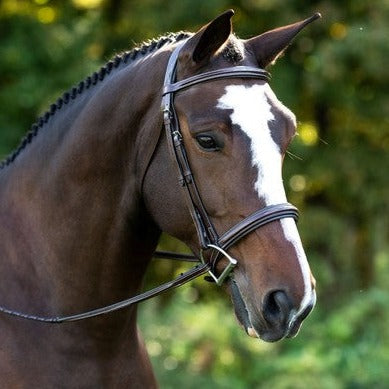 Black Oak Laurel Hunter Bridle