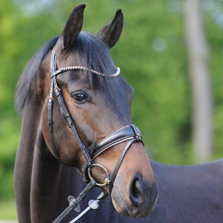 Kavalkade Rose Bridle