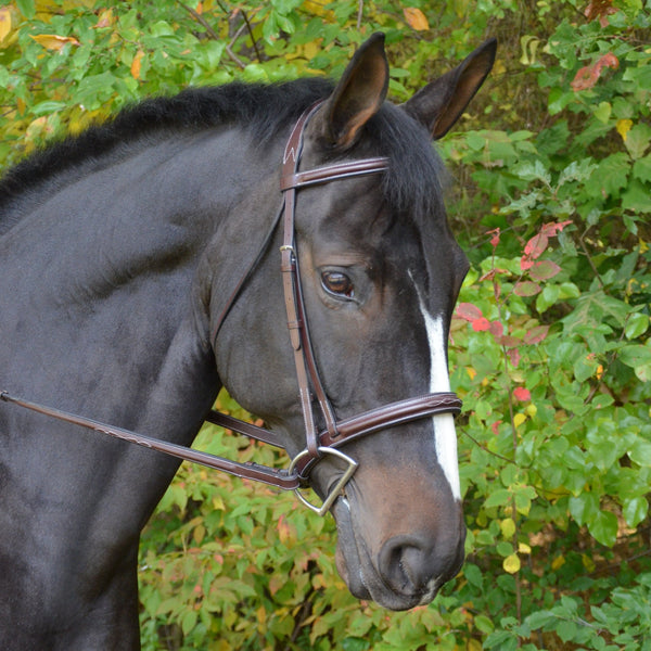 Black Oak Cyprus Hunter Bridle