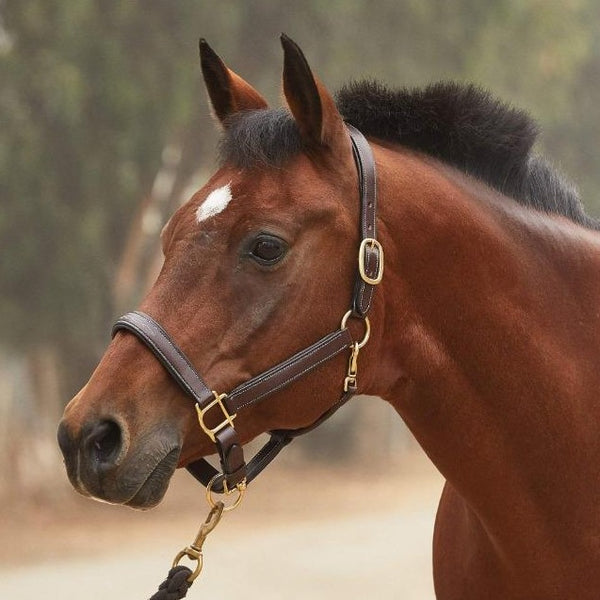 Black Oak Willow Leather Halter